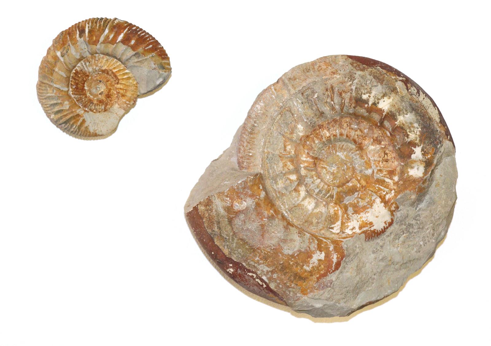 Ammoniten, Zwei. | Bild Nr.1