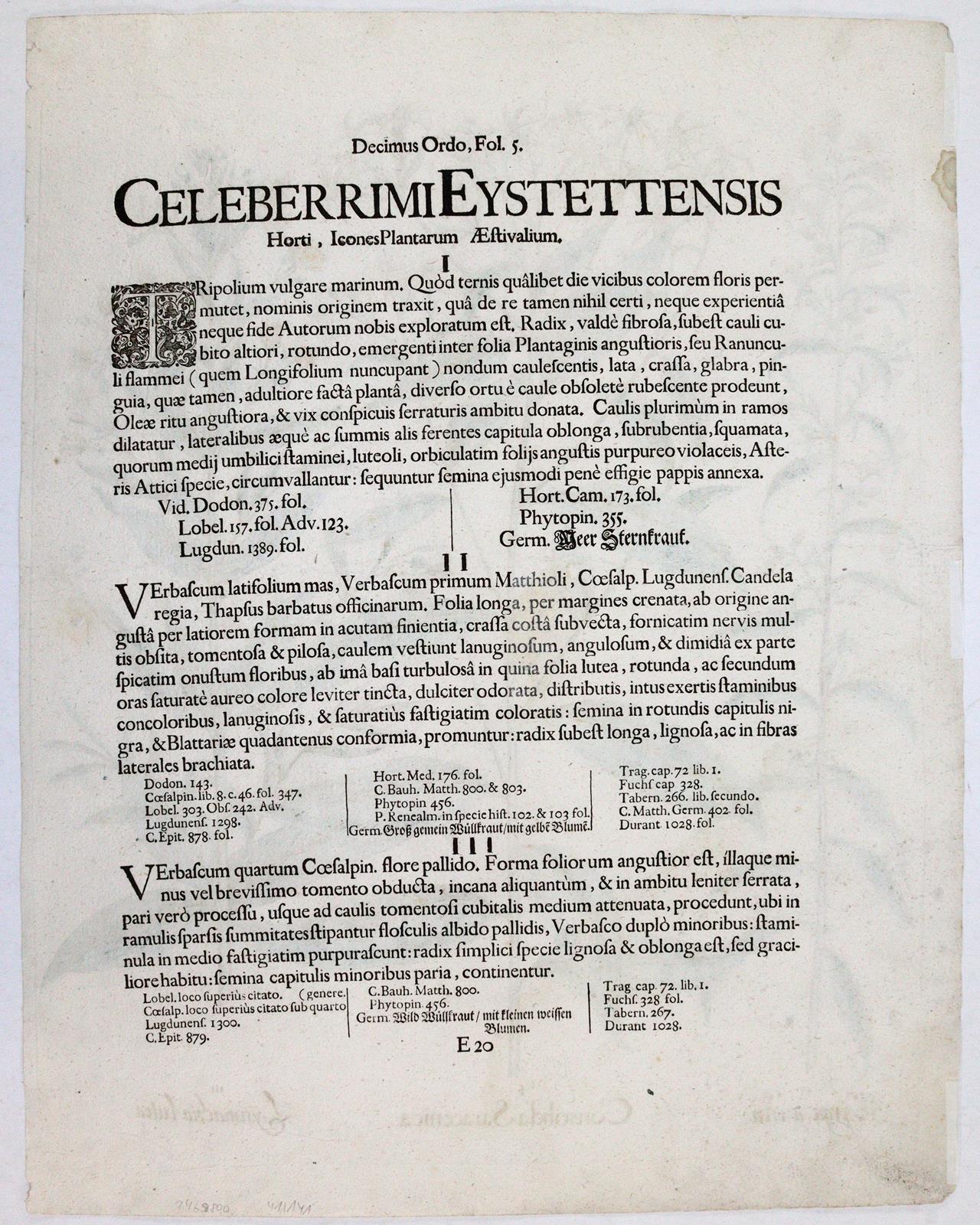 Fluß-Kreuzkraut, Goldrute, Felberich. | Bild Nr.2