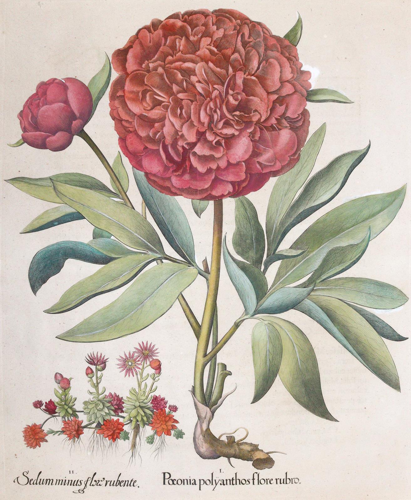 Pfingstrose u. Fetthenne. | Bild Nr.1