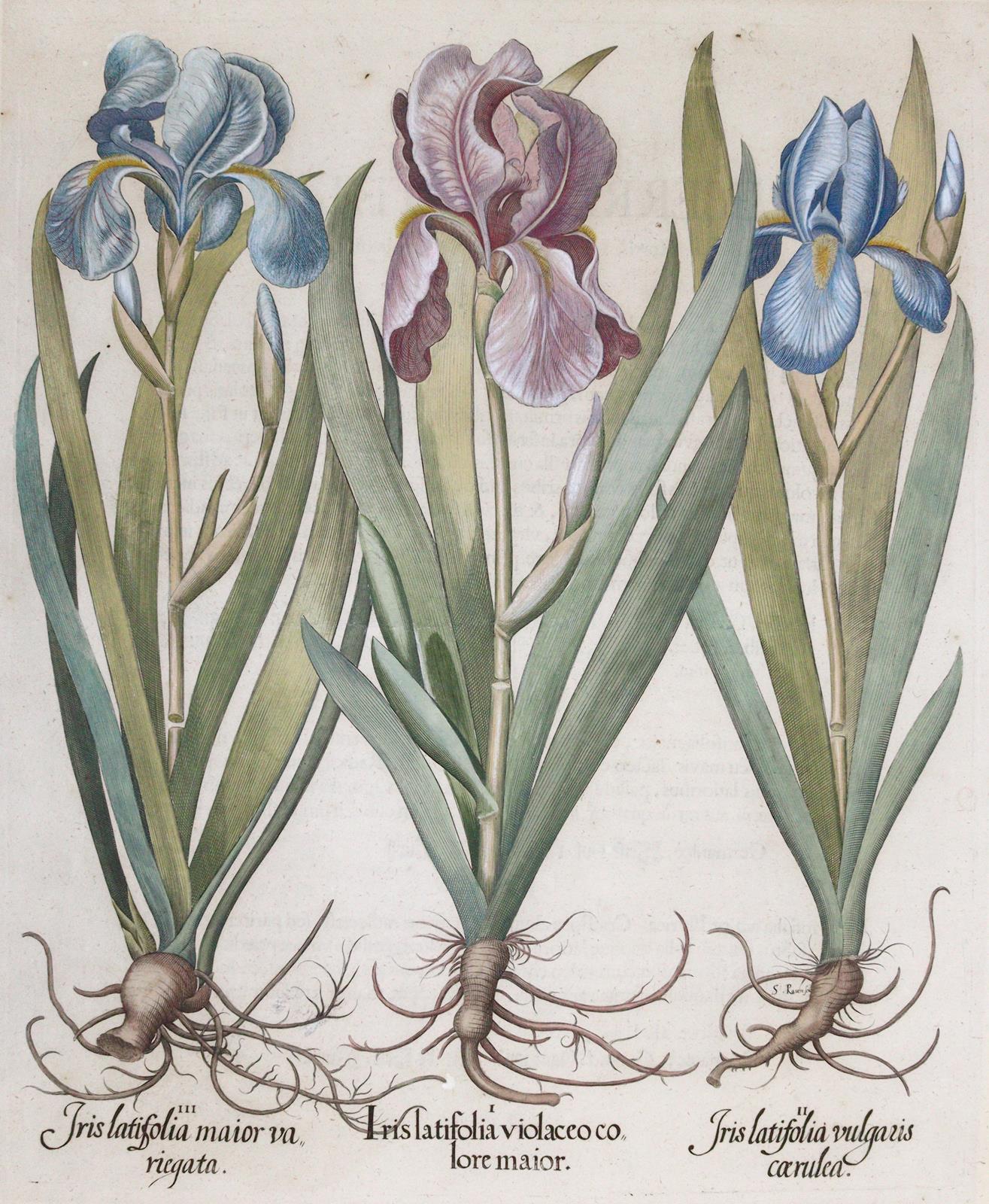 Schwertlilien. | Bild Nr.1