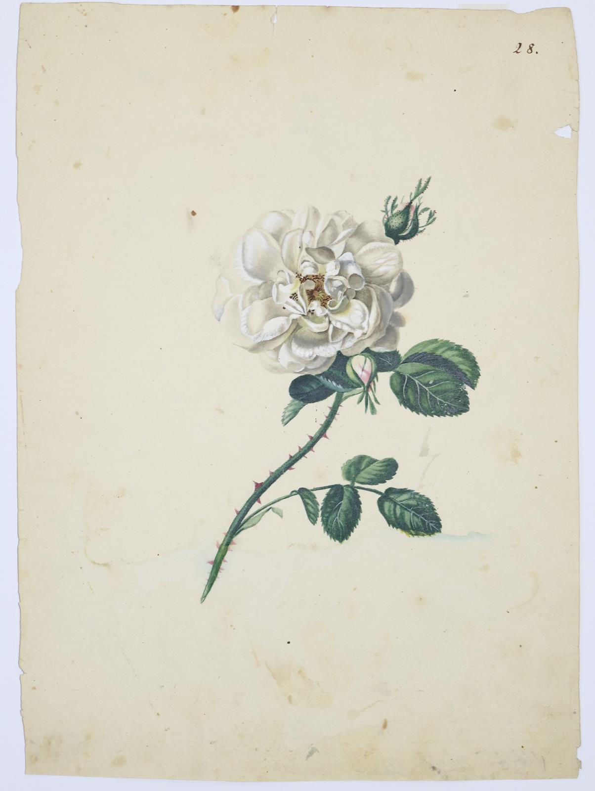 Blaschek,Franz. (1787-1868). | Bild Nr.3