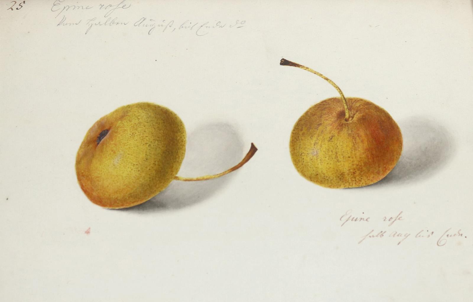 Blaschek,Franz. (1787-1868) | Bild Nr.10