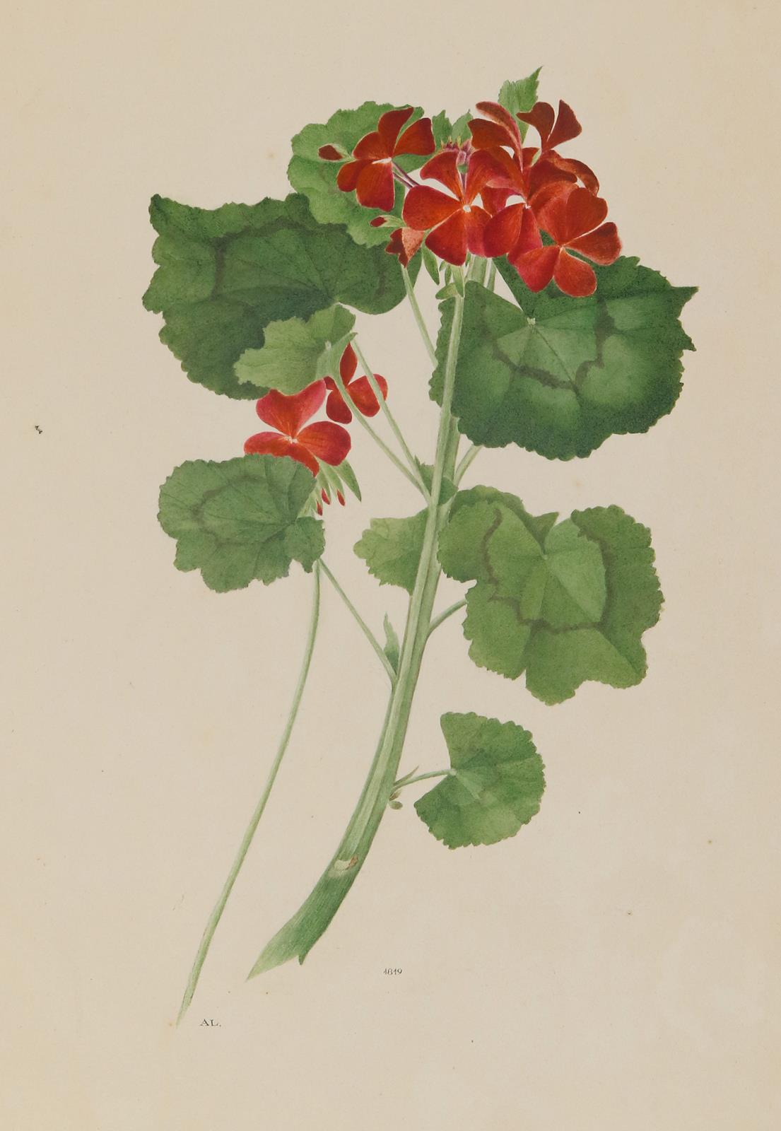 Geranie. | Bild Nr.1