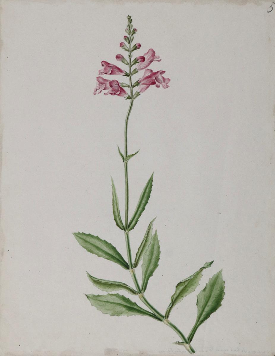 Löwenmäulchen. | Bild Nr.1