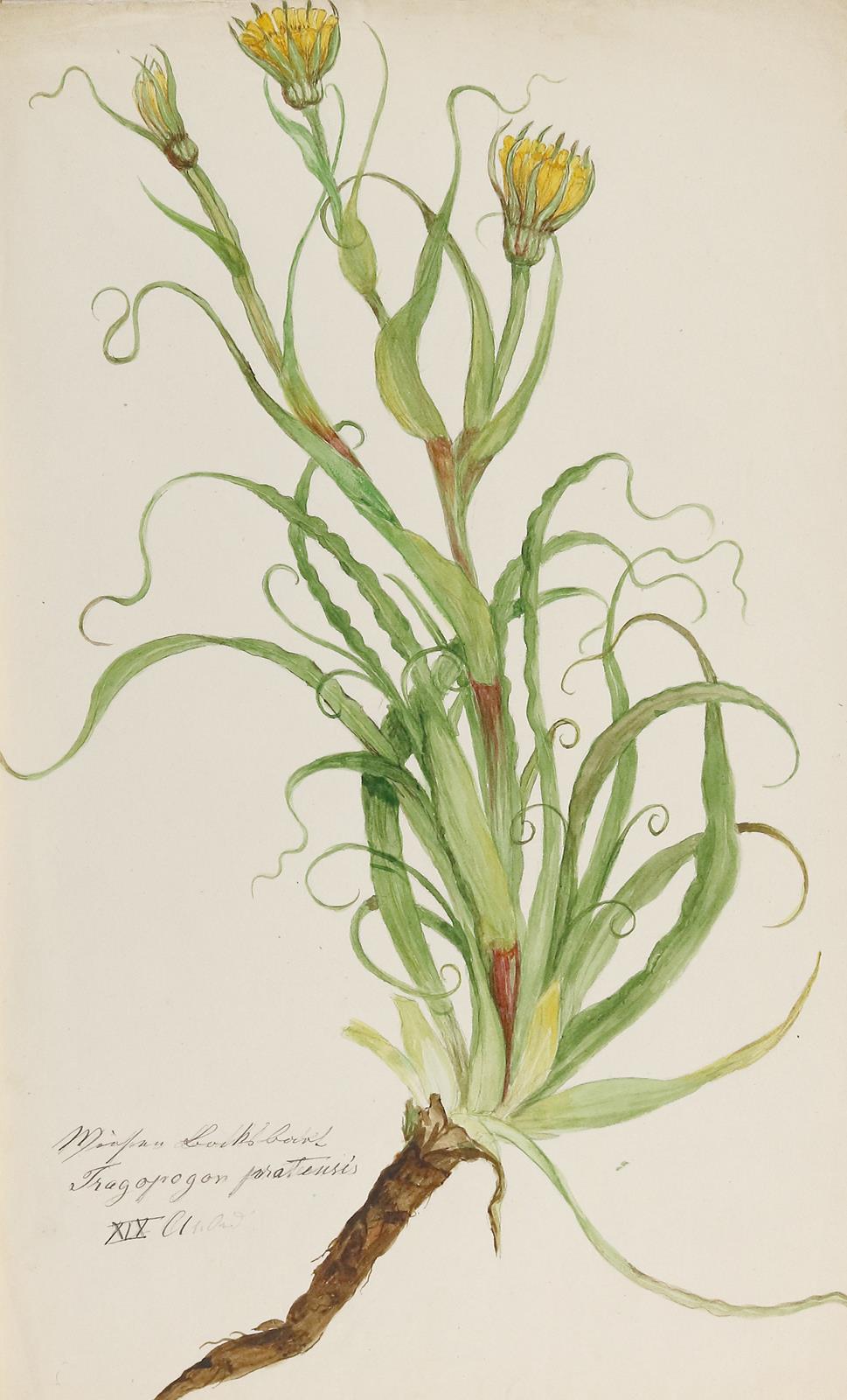 Pflanzenaquarelle. | Bild Nr.4