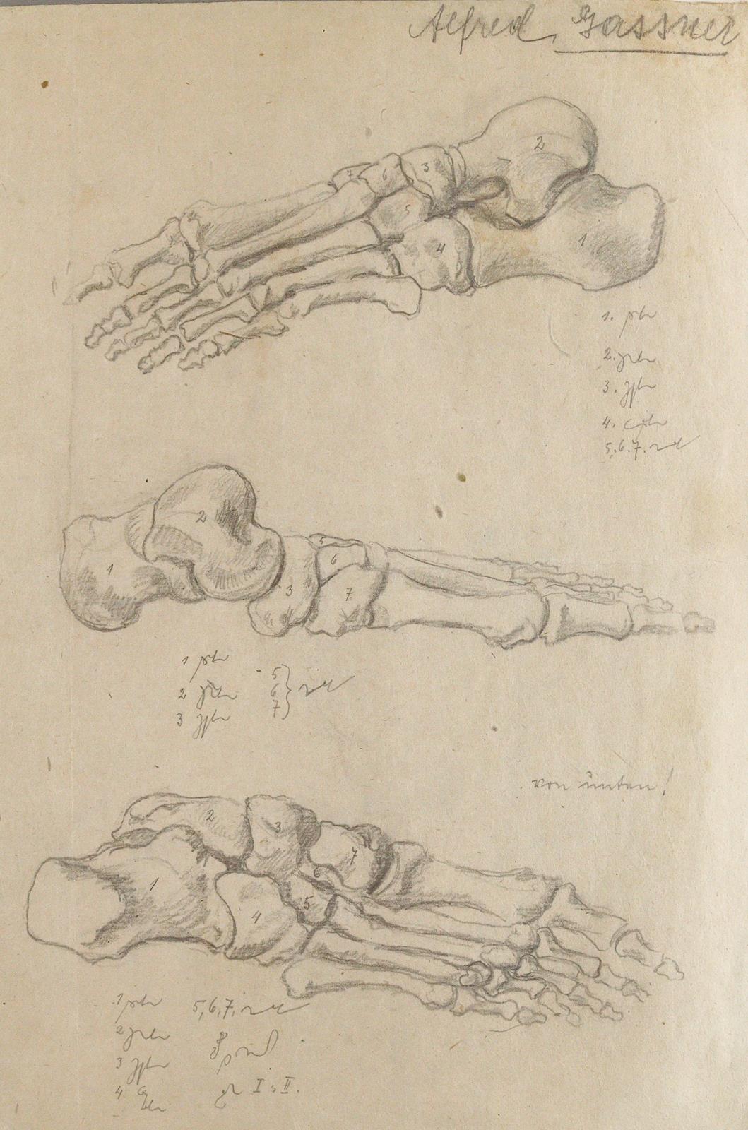 Anatomie. | Bild Nr.4