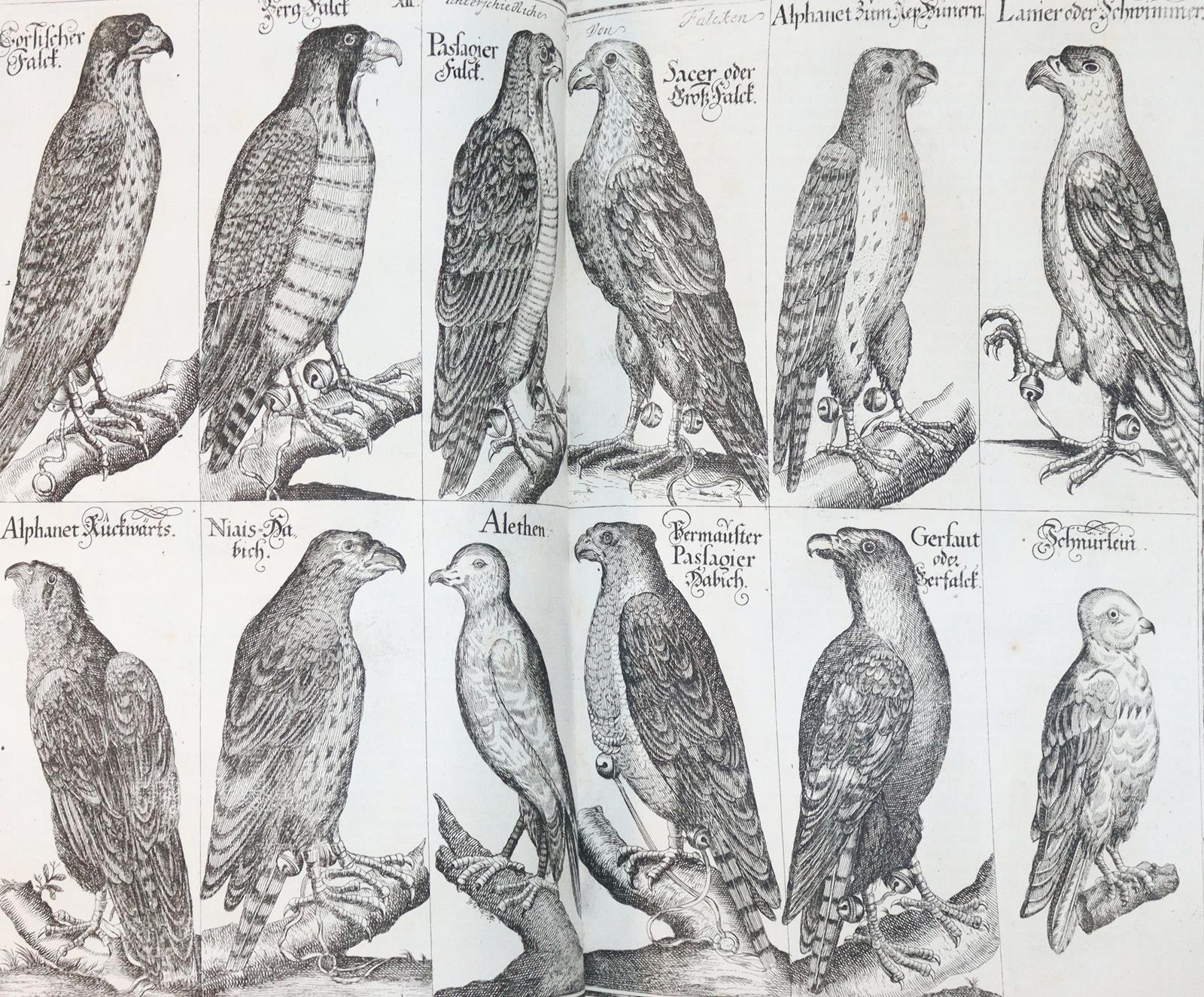 Florinus,F.P. | Bild Nr.4