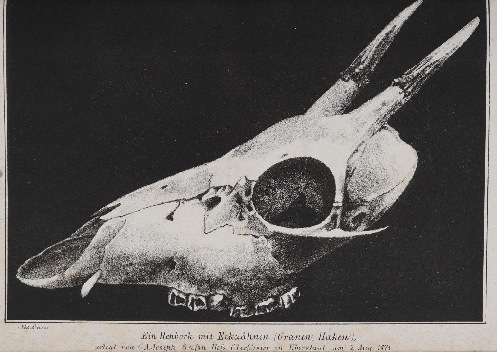 Georgika. | Bild Nr.2