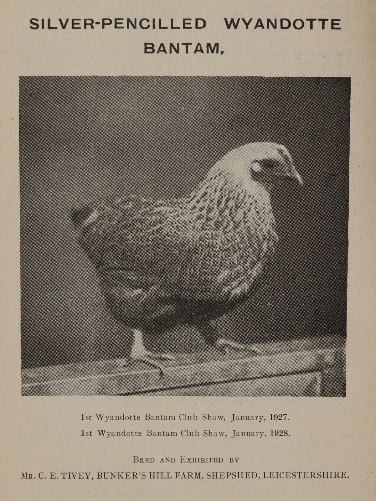 Feathered World, The. | Bild Nr.3