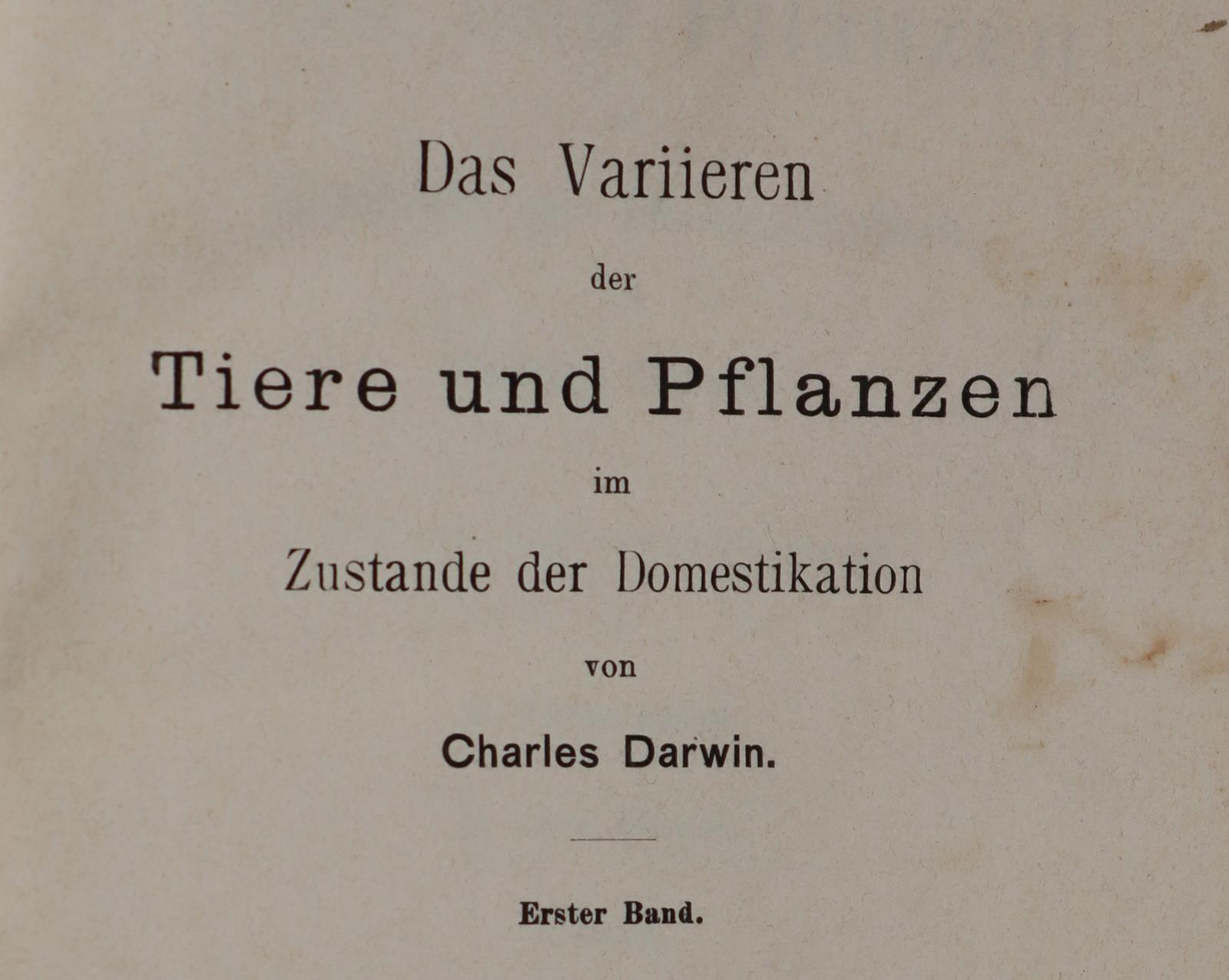 Tacchi,A. | Bild Nr.1