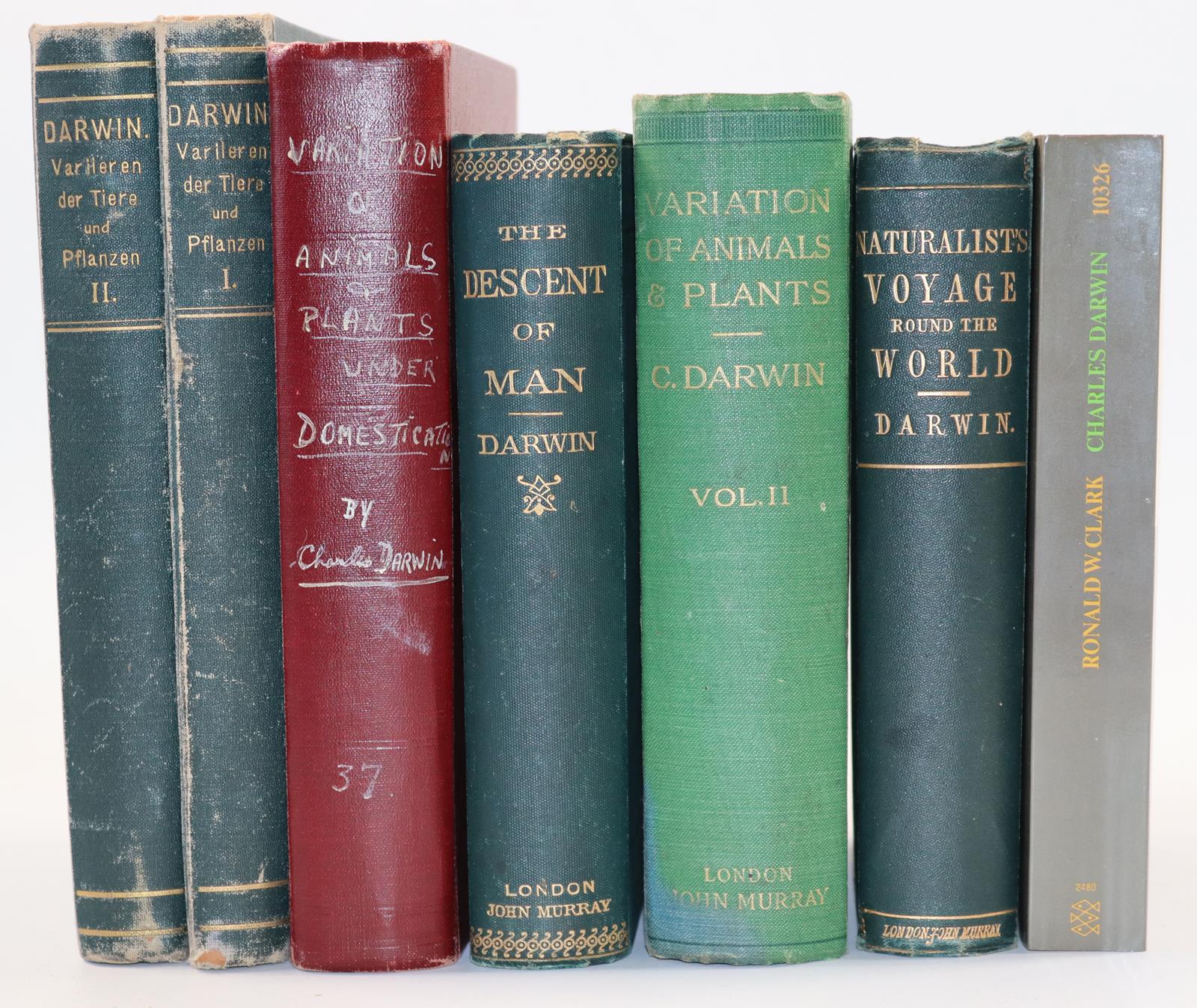 Tacchi,A. | Bild Nr.4