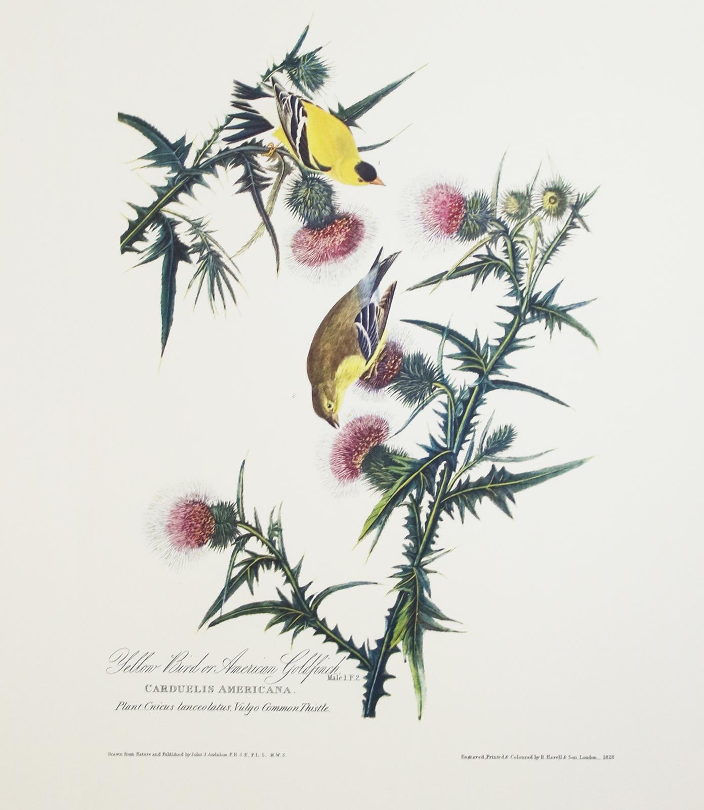 Audubon,J.J. | Bild Nr.5