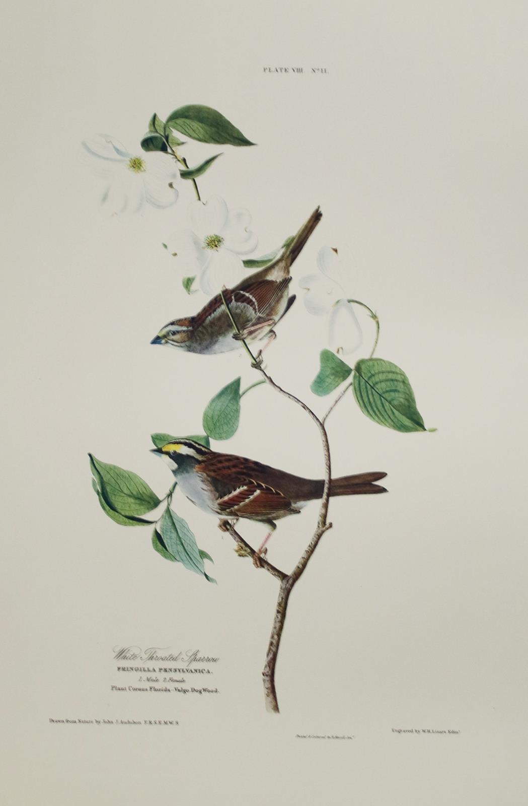 Audubon,J.J. | Bild Nr.9