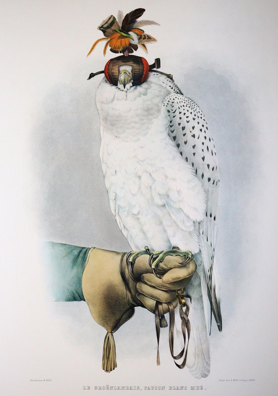 Schlegel,H. u. A.H.Verster de Wulverhorst. | Bild Nr.3