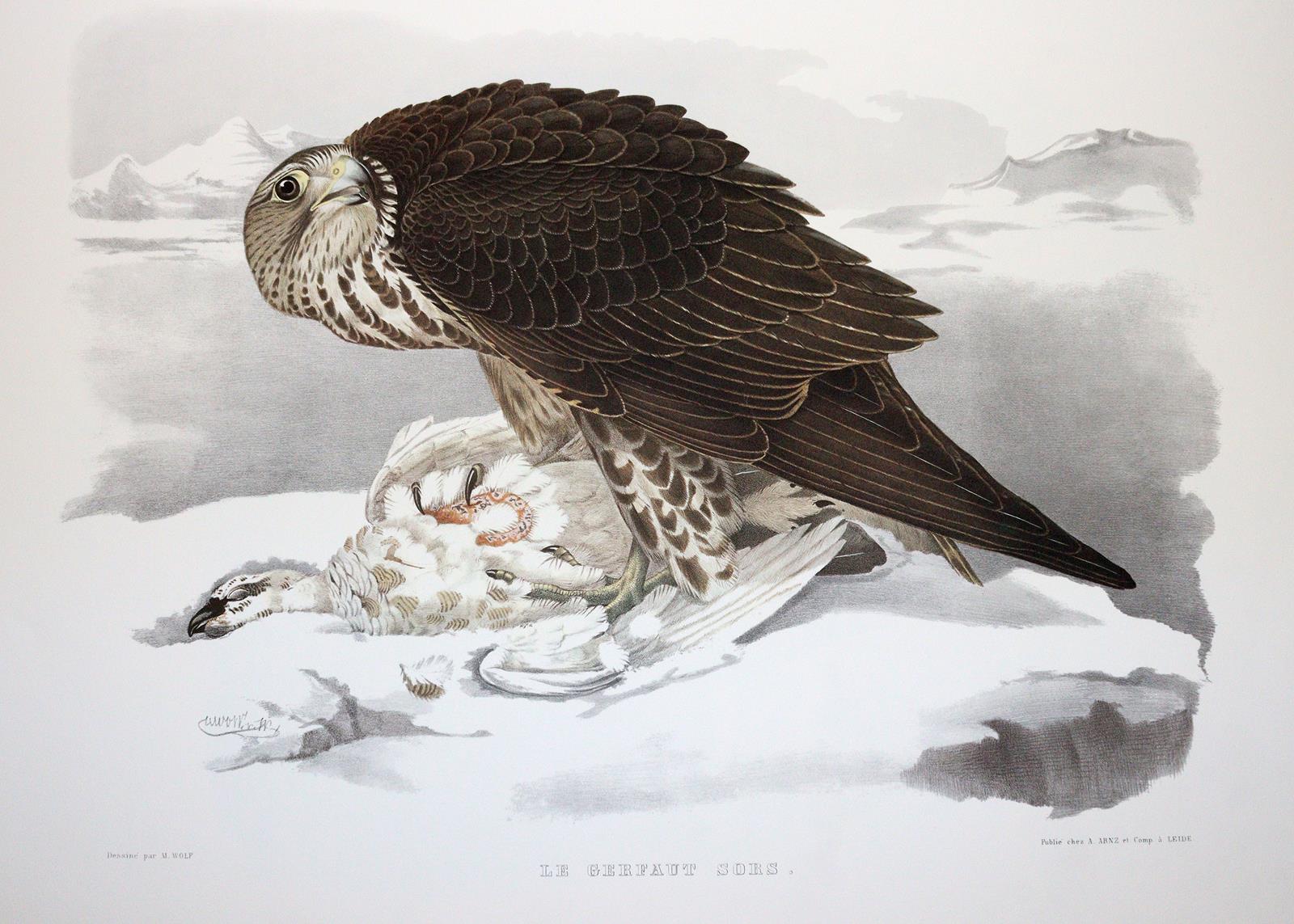 Schlegel,H. u. A.H.Verster de Wulverhorst. | Bild Nr.4