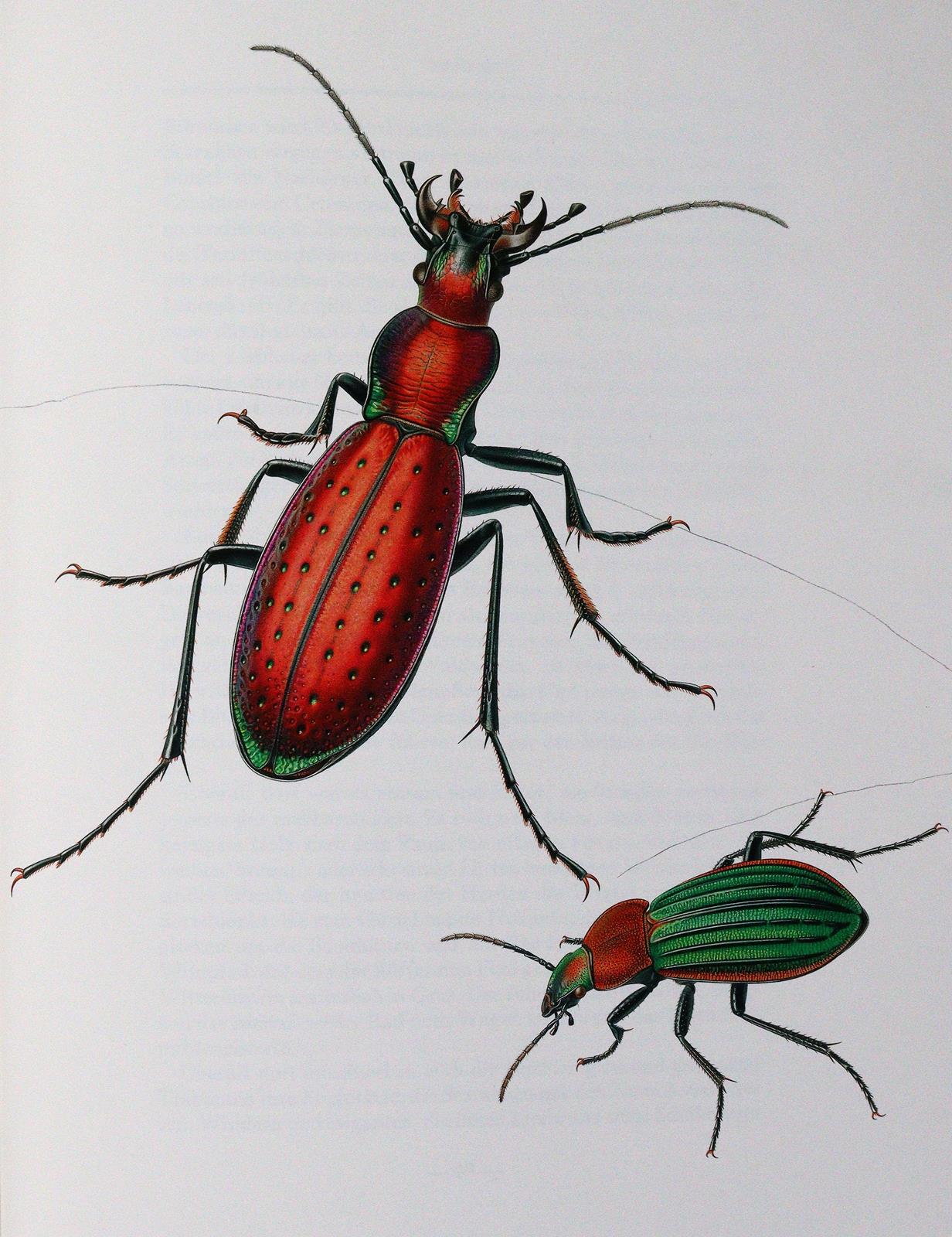 Jünger,E. | Bild Nr.2