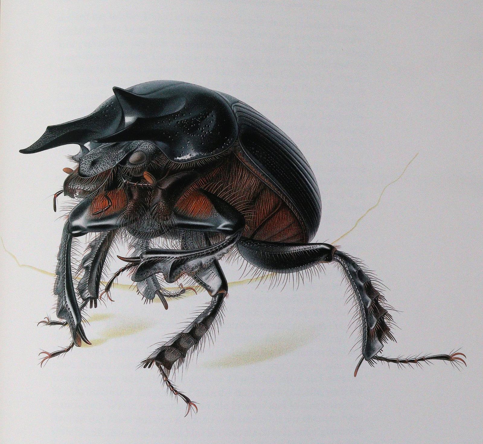 Jünger,E. | Bild Nr.3