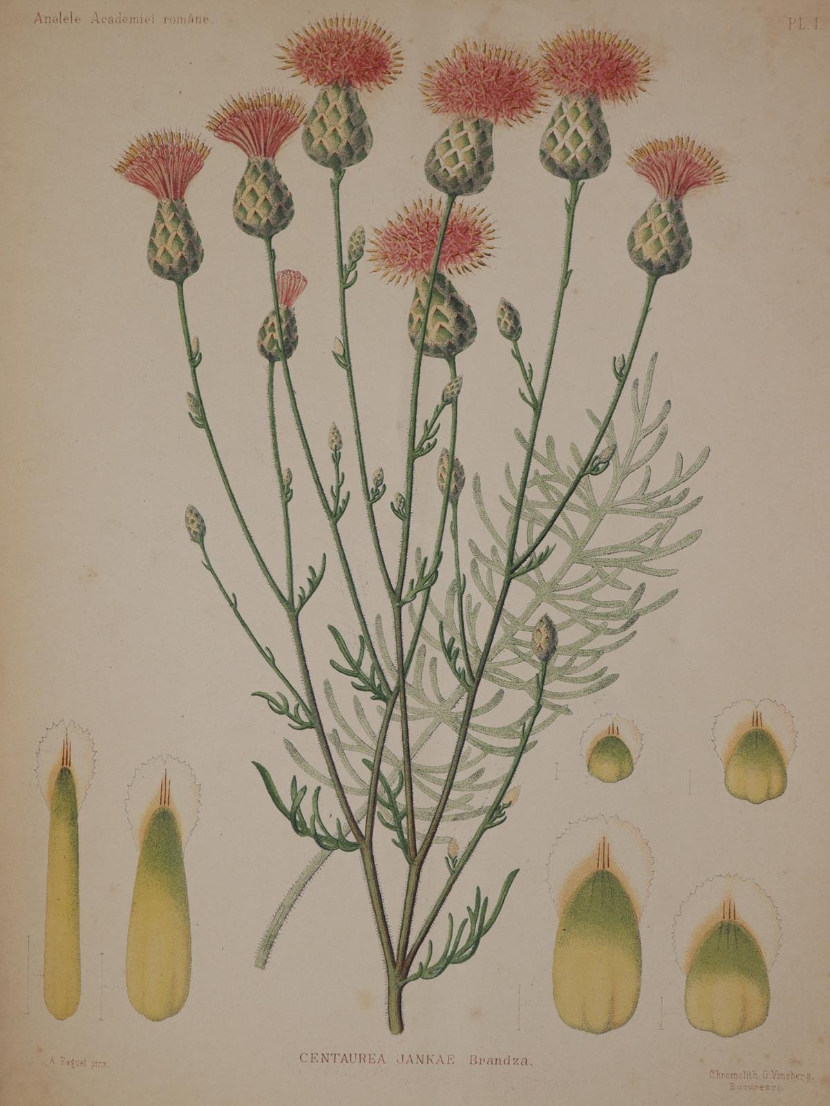 Brandza,D. | Bild Nr.2