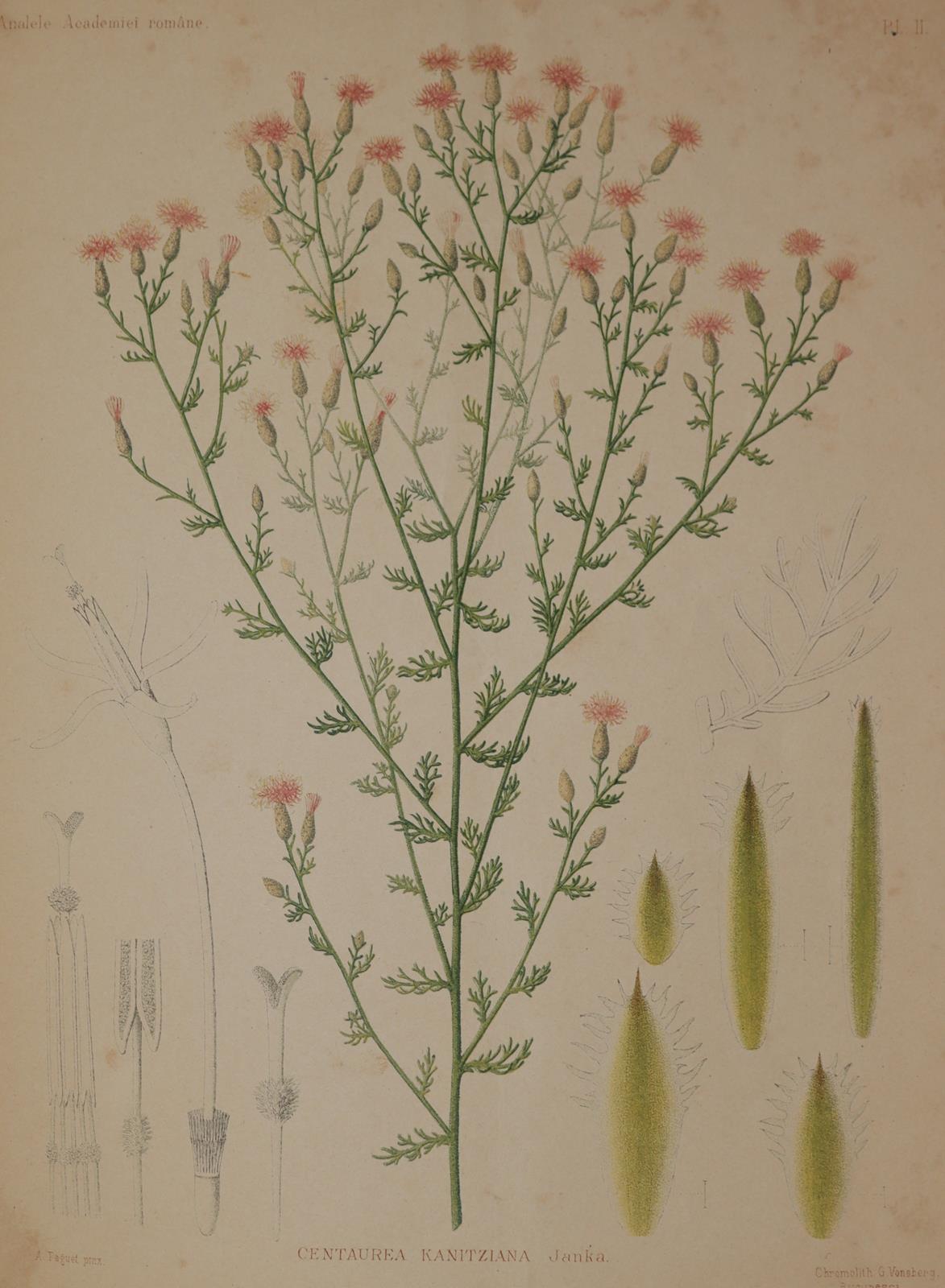 Brandza,D. | Bild Nr.3