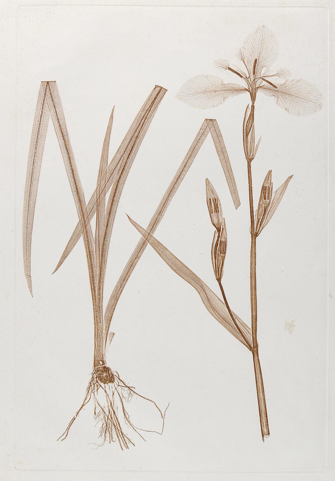 Ettingshausen, Constantin von und Alois Pokorny. | Bild Nr.1