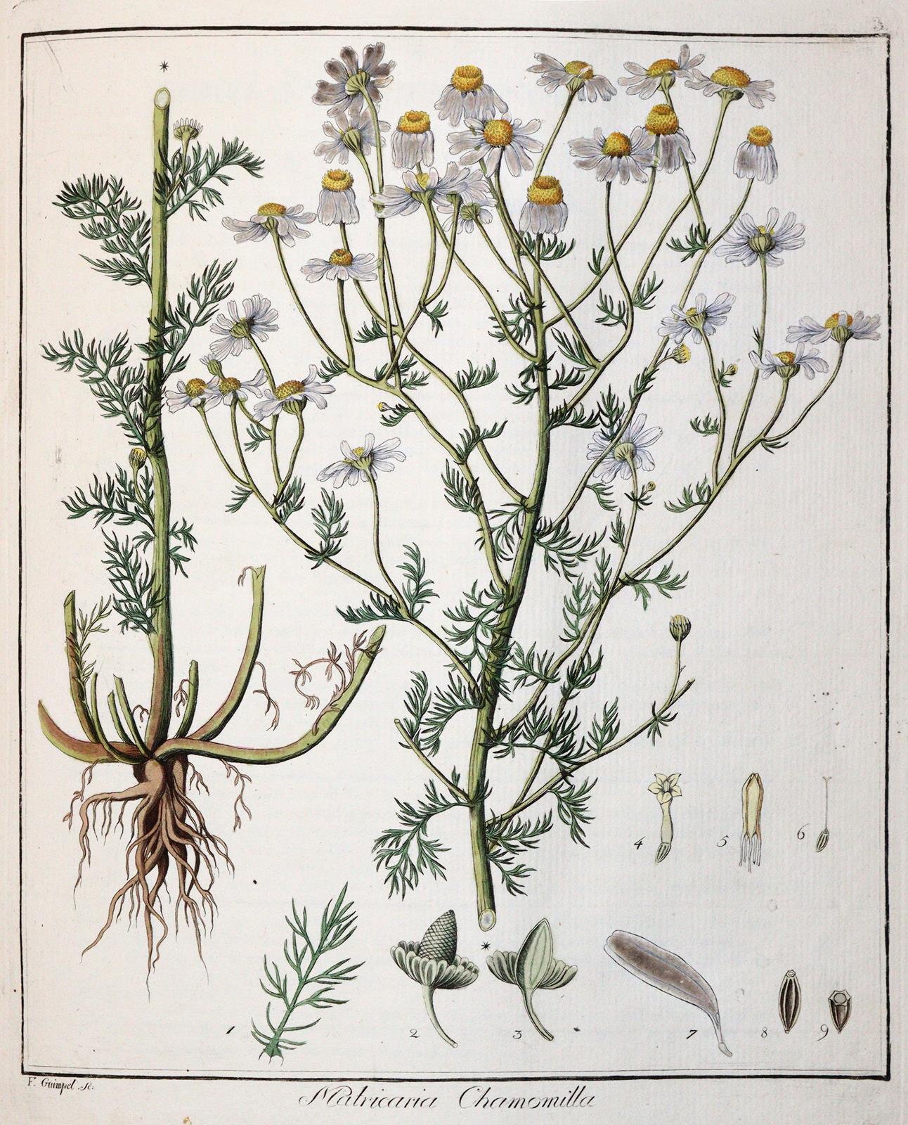 Hayne,F.G. | Bild Nr.3