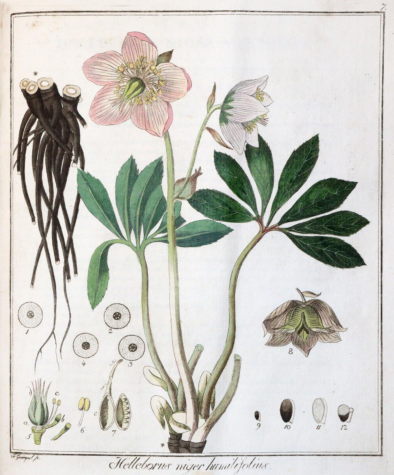 Hayne,F.G. | Bild Nr.4