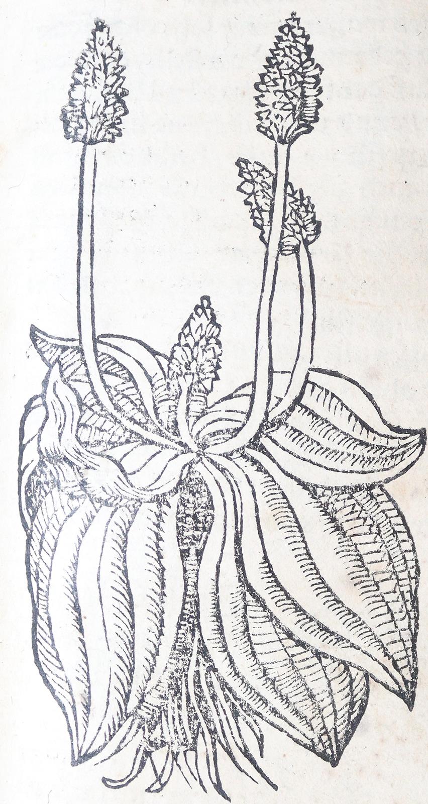 Ryff,W.H. (Pseud. Q.Apollinaris). | Bild Nr.1