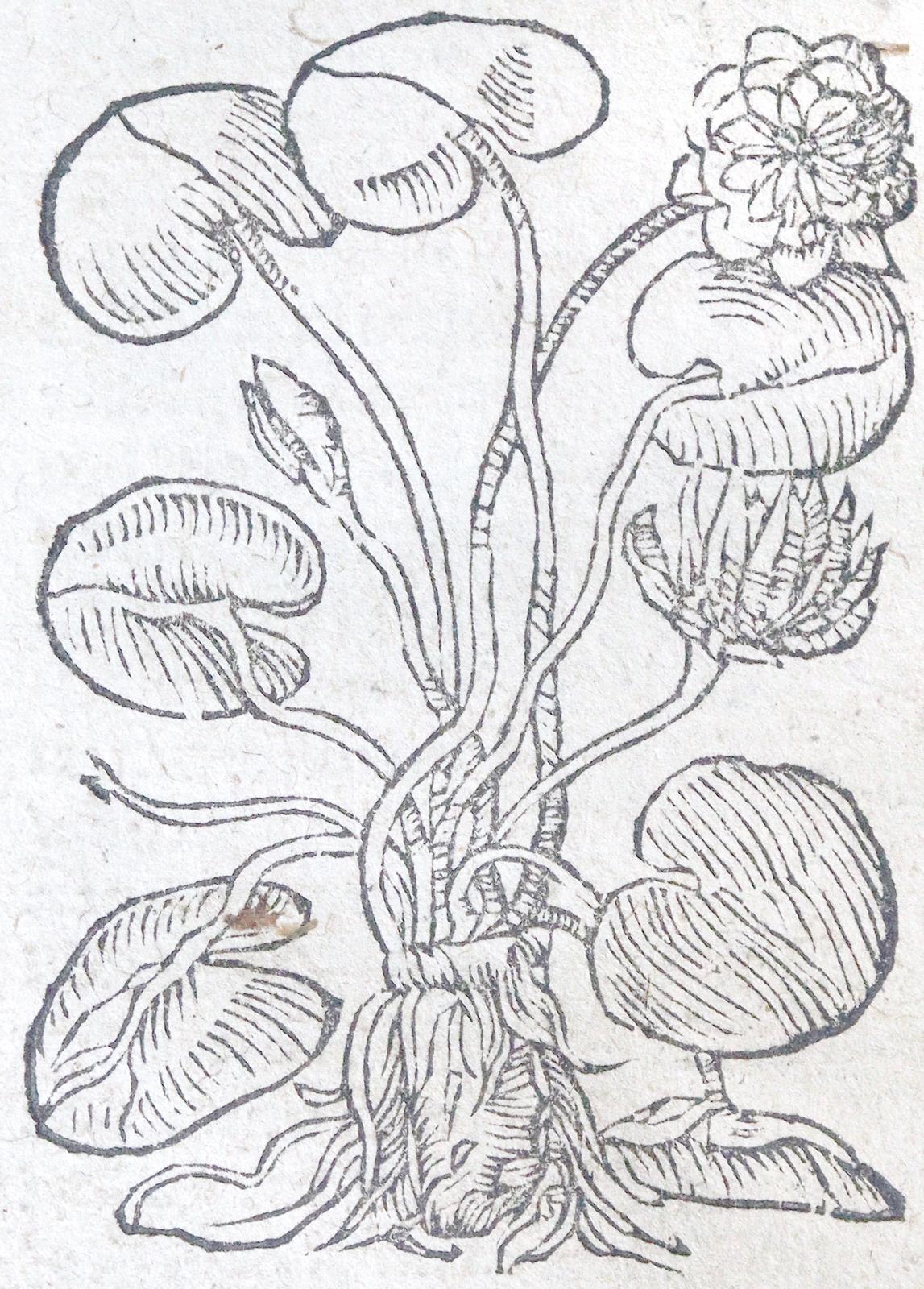 Ryff,W.H. (Pseud. Q.Apollinaris). | Bild Nr.2