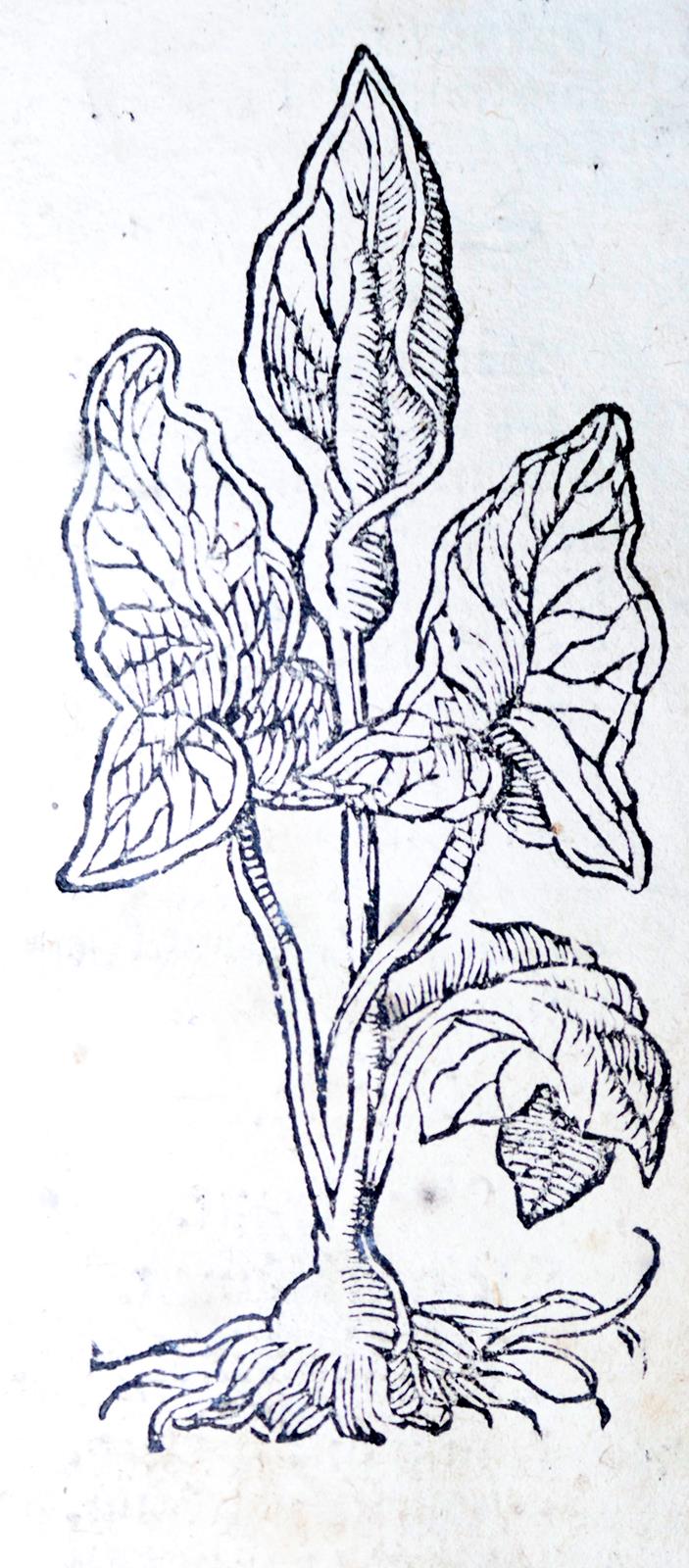 Ryff,W.H. (Pseud. Q.Apollinaris). | Bild Nr.5