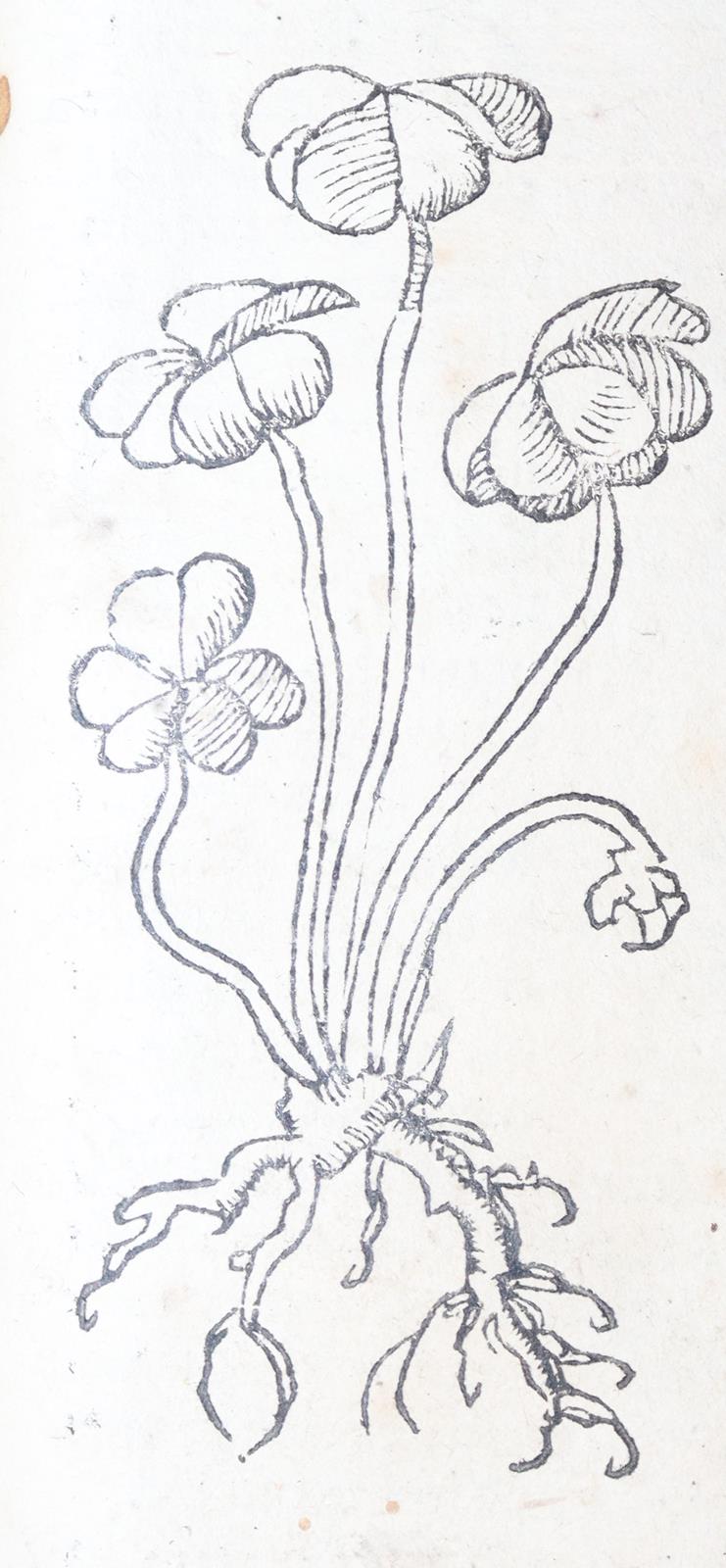 Ryff,W.H. (Pseud. Q.Apollinaris). | Bild Nr.7