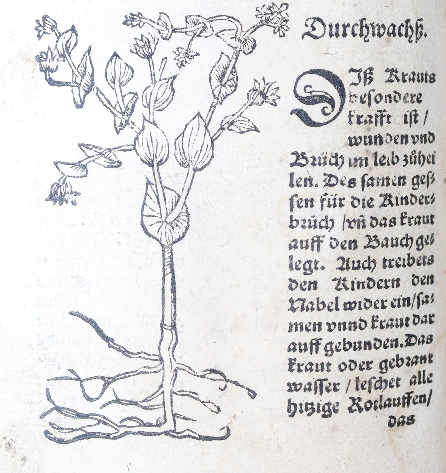 Ryff,W.H. (Pseud. Q.Apollinaris). | Bild Nr.11