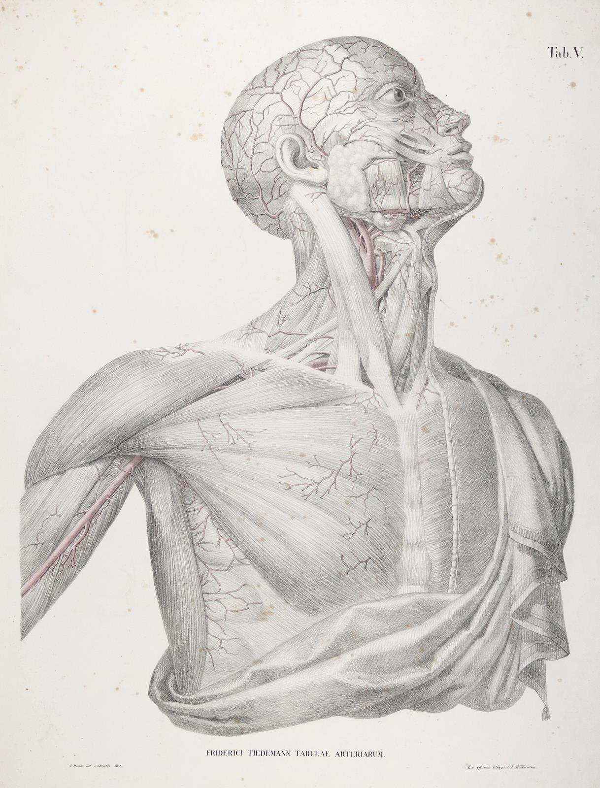 Tiedemann,F. | Bild Nr.1