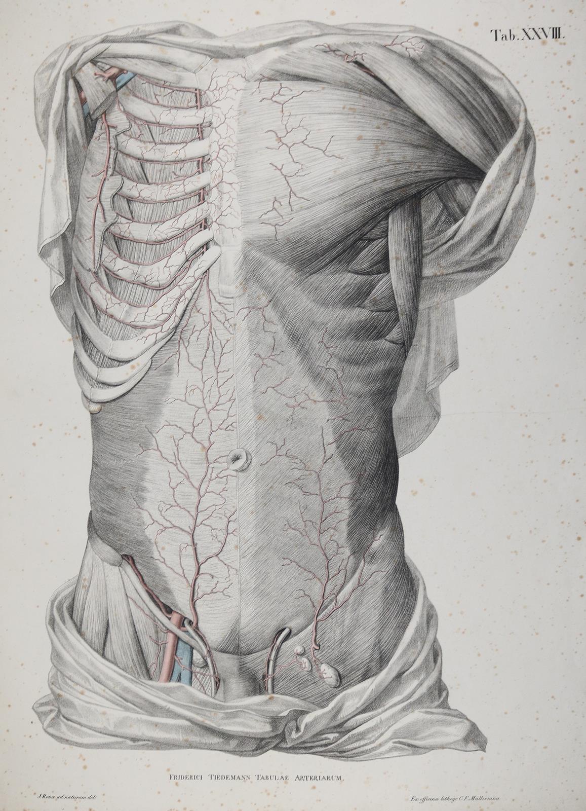 Tiedemann,F. | Bild Nr.2