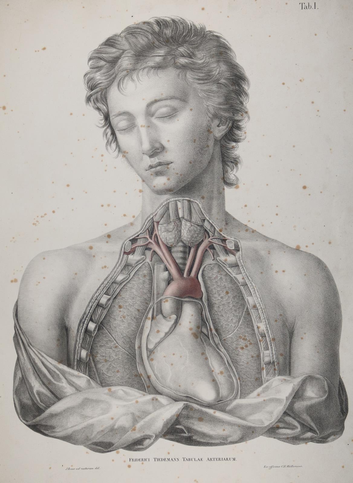 Tiedemann,F. | Bild Nr.5