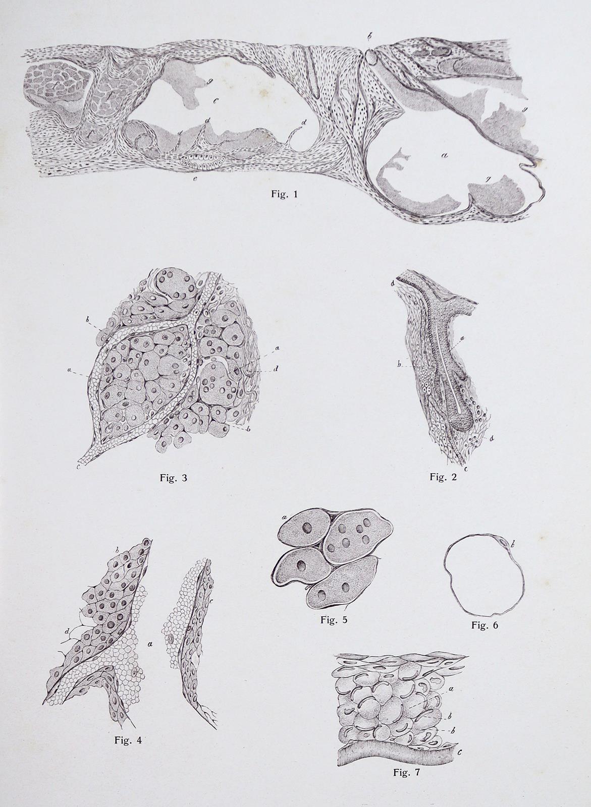 Vincentiis,C.de. | Bild Nr.2