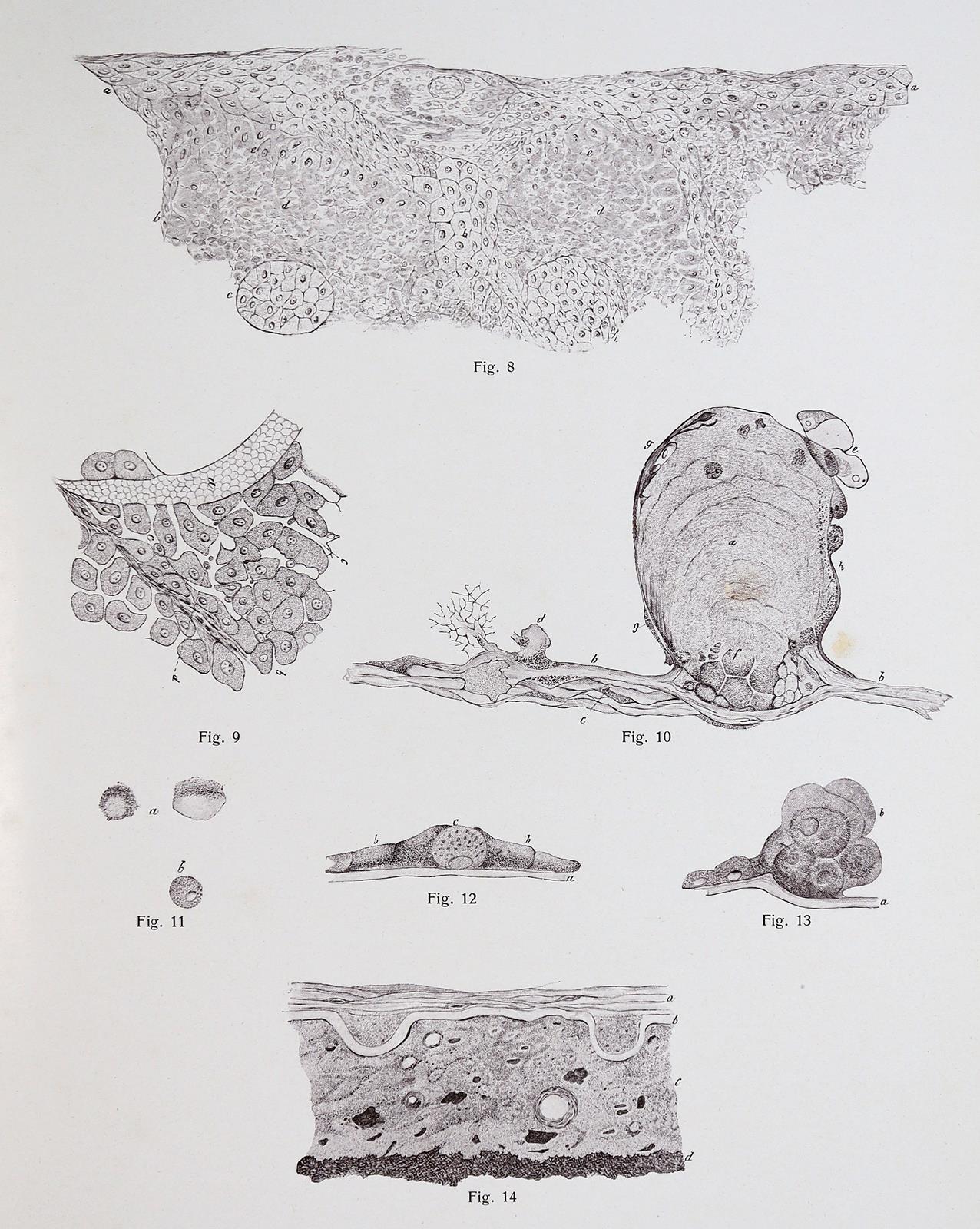 Vincentiis,C.de. | Bild Nr.3