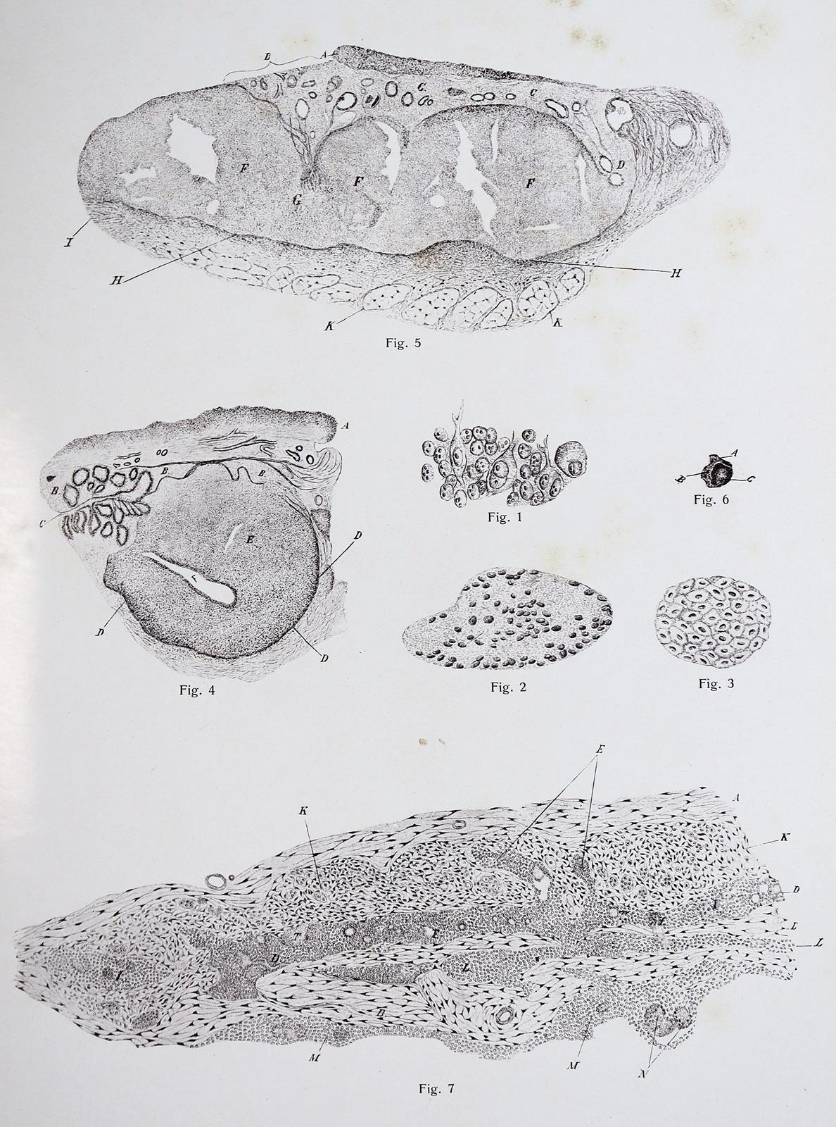 Vincentiis,C.de. | Bild Nr.4