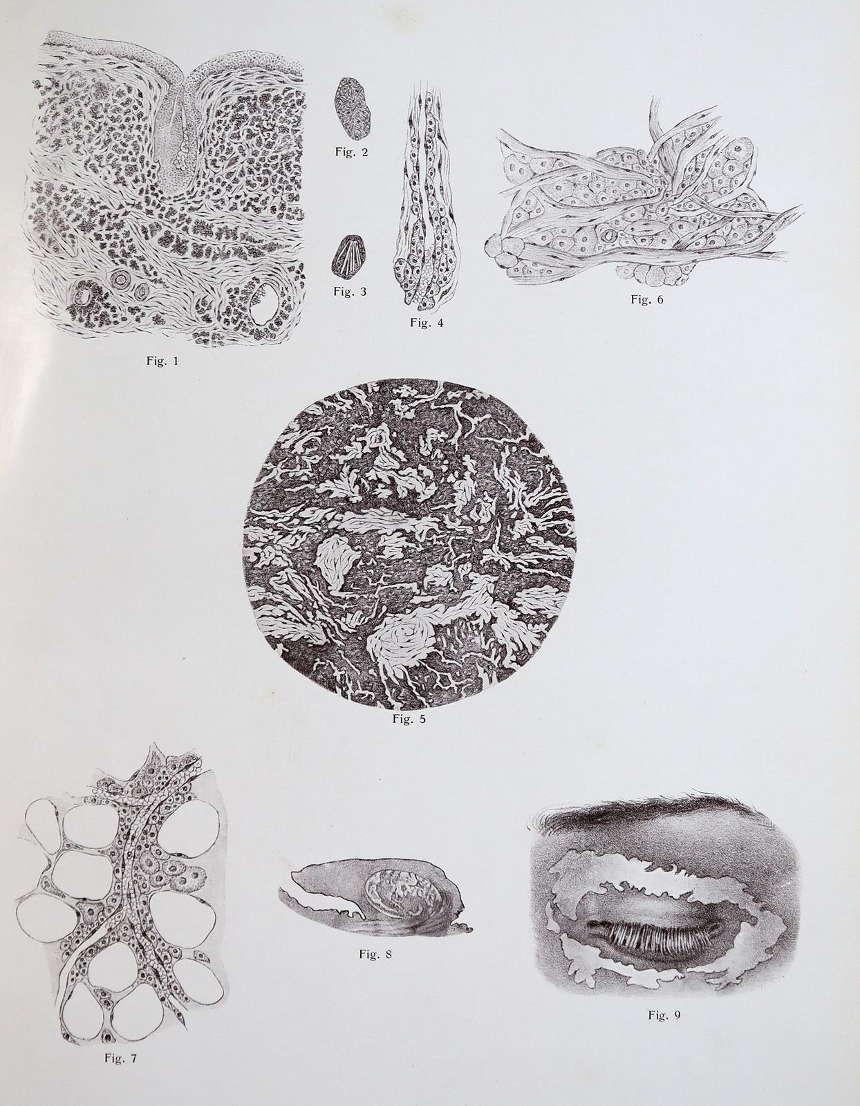 Vincentiis,C.de. | Bild Nr.6