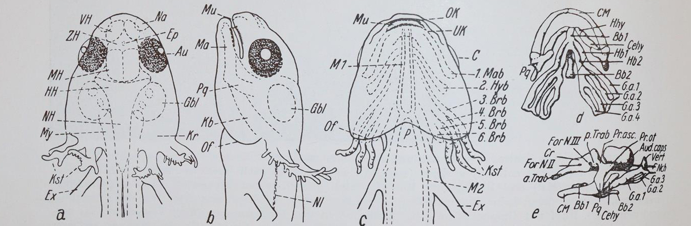 Gedda,L. (Hrsg.). | Bild Nr.3