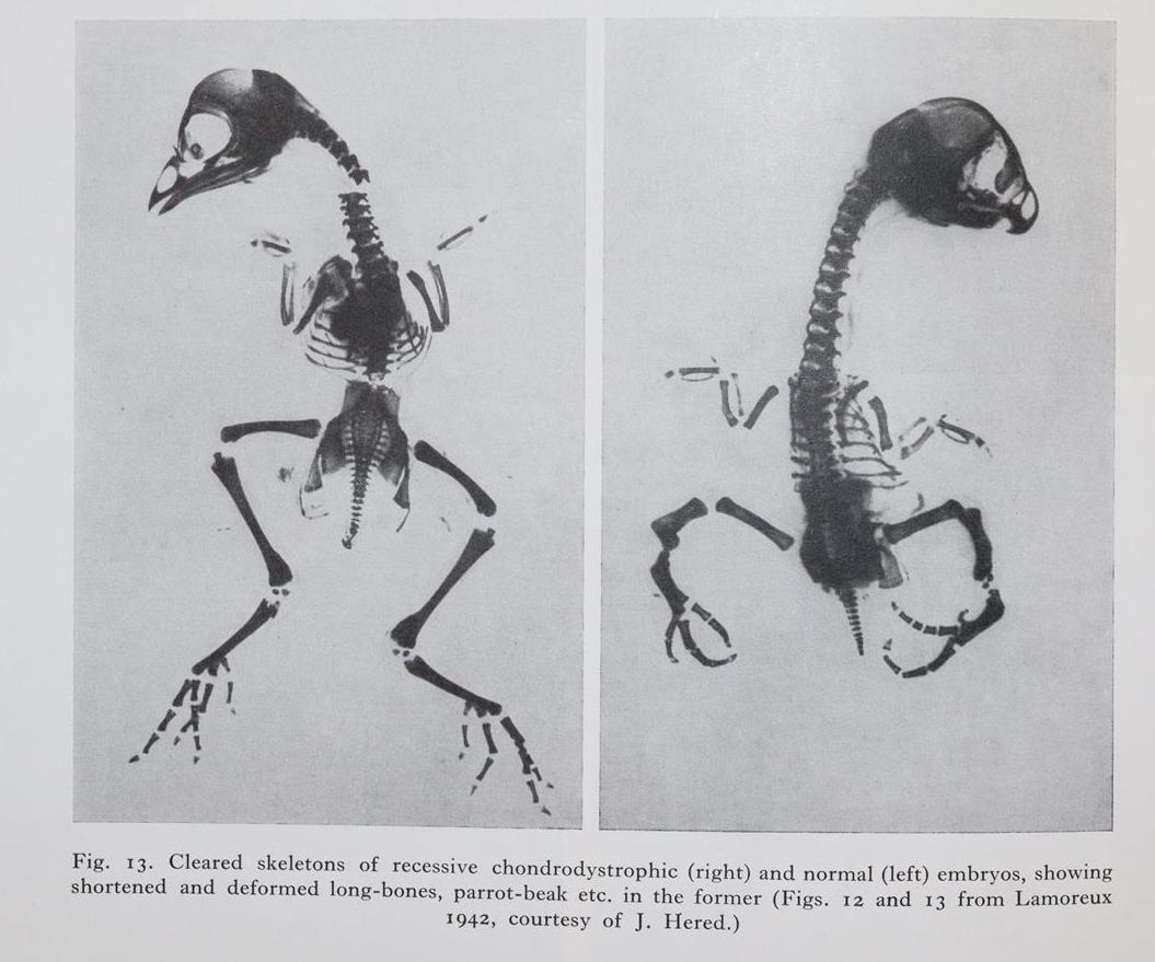 Gedda,L. (Hrsg.). | Bild Nr.4