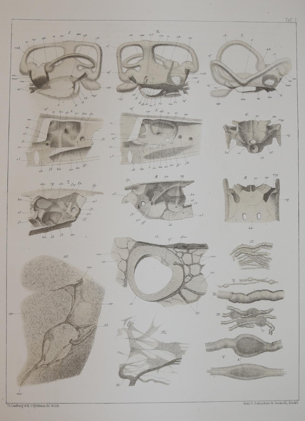 Retzius,G. | Bild Nr.3