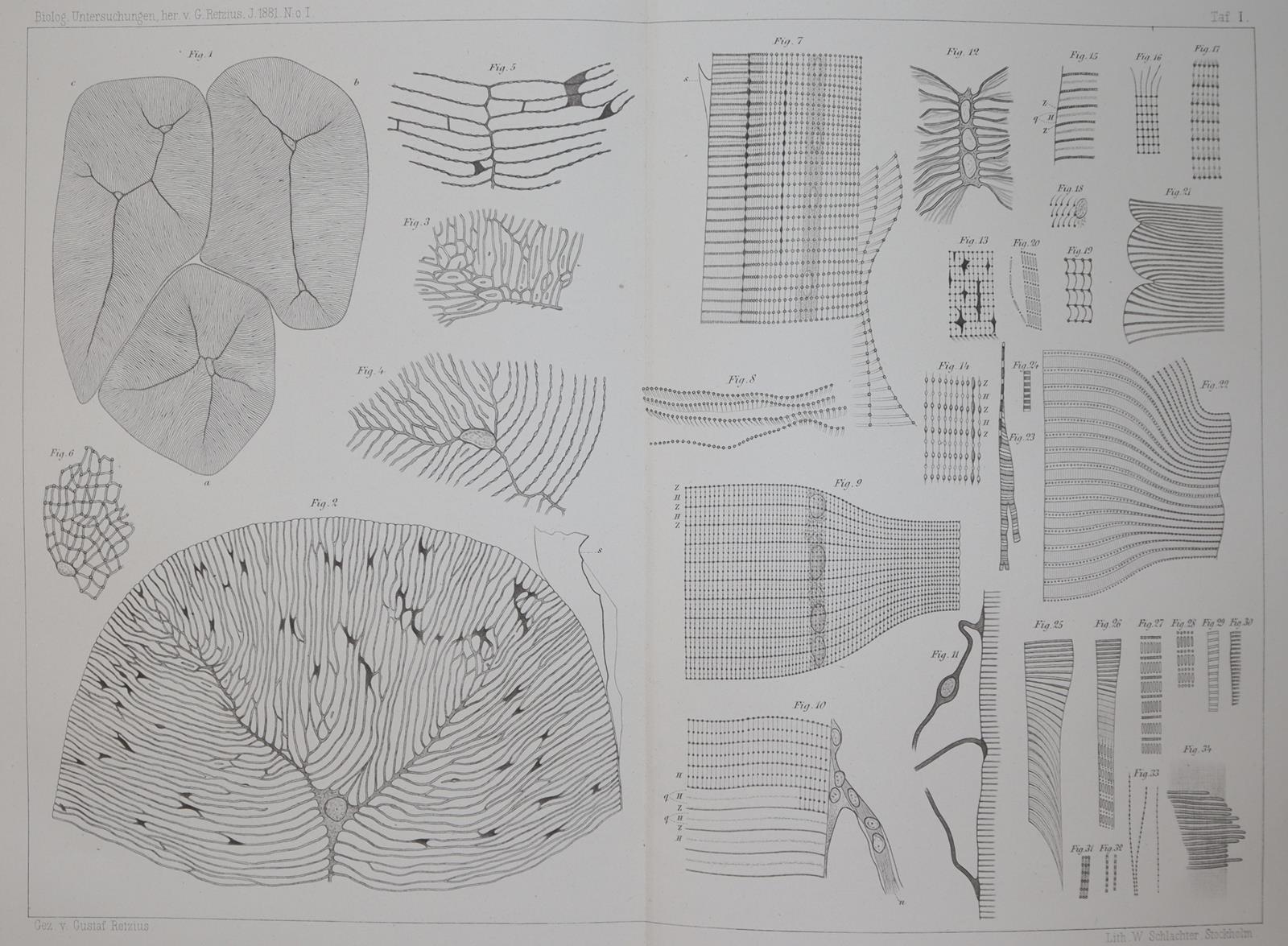 Retzius,G. | Bild Nr.6