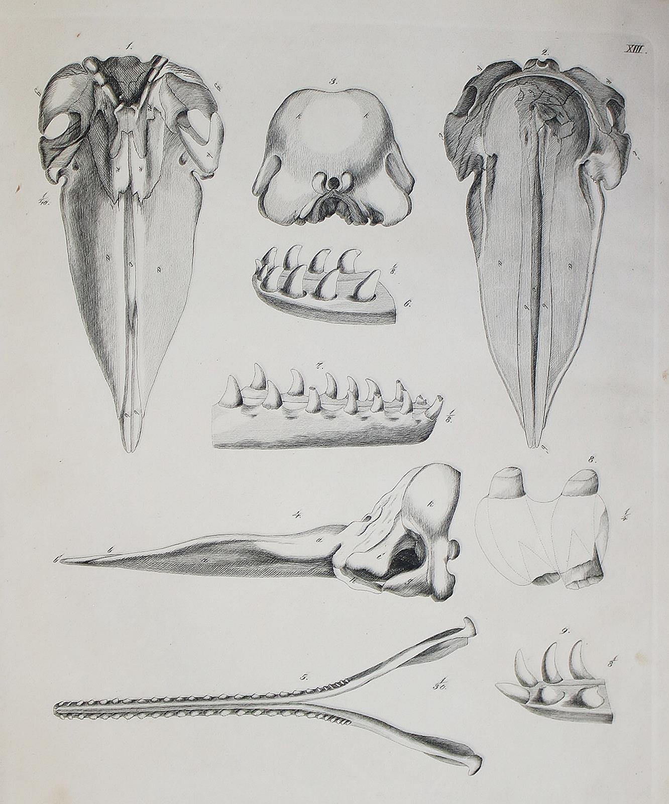 Brandt,J.F. u. J.T.C.Ratzeburg. | Bild Nr.2