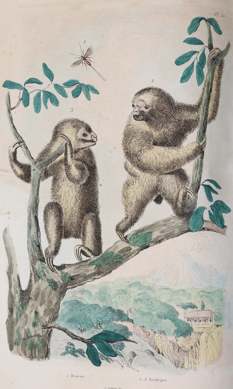 Guerin,F.L. | Bild Nr.5