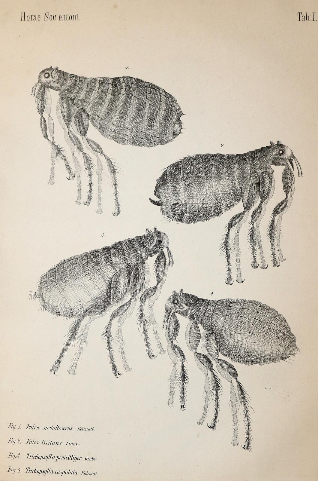 Kolenati,F.A. | Bild Nr.2