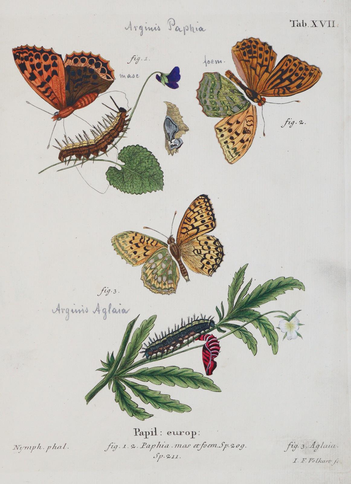 Esper,E.J.C. | Bild Nr.5