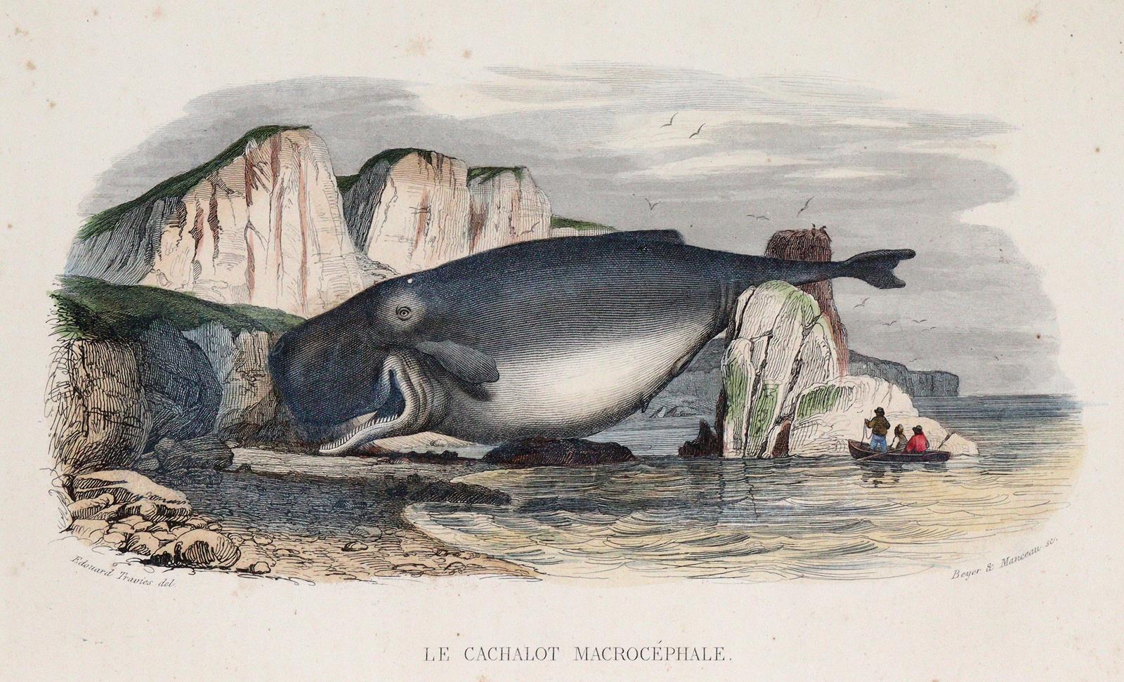 Lacépède,B.G.E.de. | Bild Nr.3