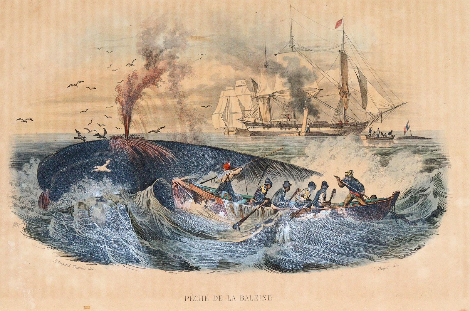 Lacépède,B.G.E.de. | Bild Nr.4