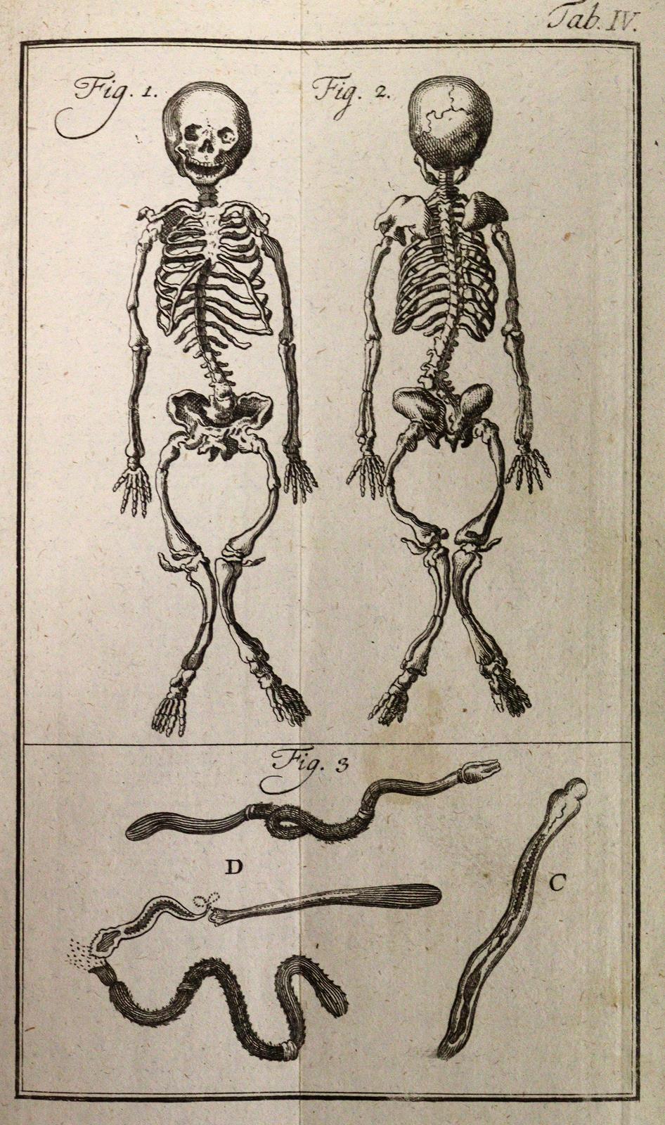 Linné,C.v. | Bild Nr.4