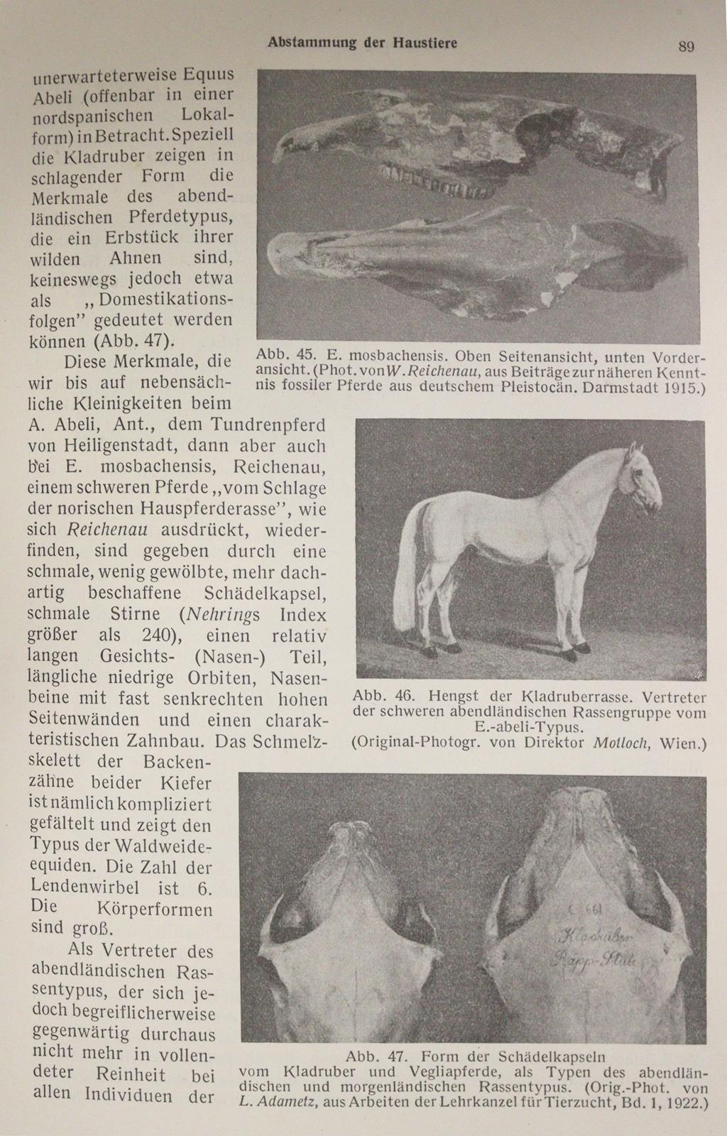 Stang, V. und D. Wirth (Hrsg.). | Bild Nr.4